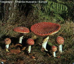 Fliegenpilz - Europa