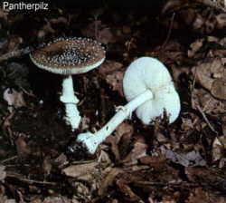 Pantherpilz